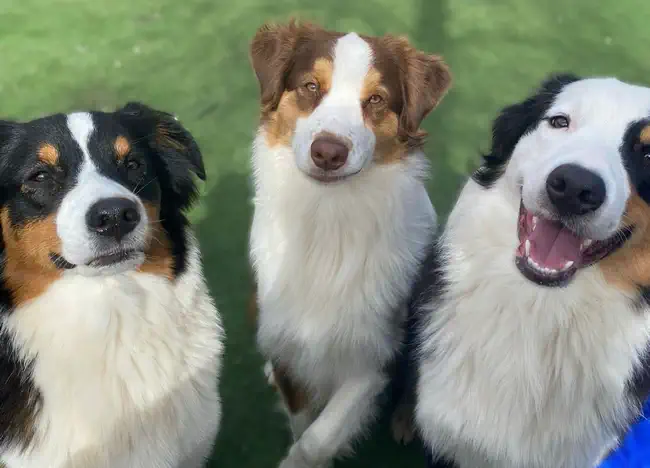 Dog Friendly